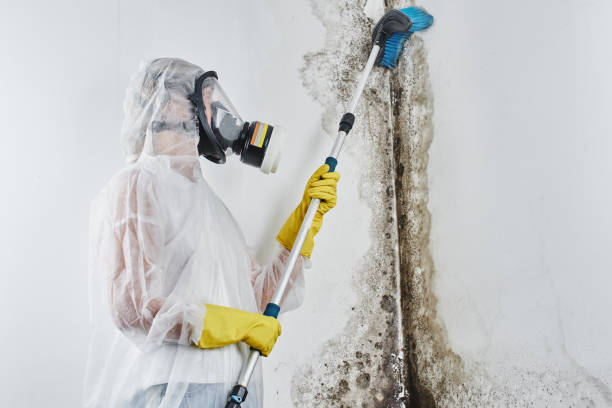 Best HVAC Mold Remediation in Utica, SC