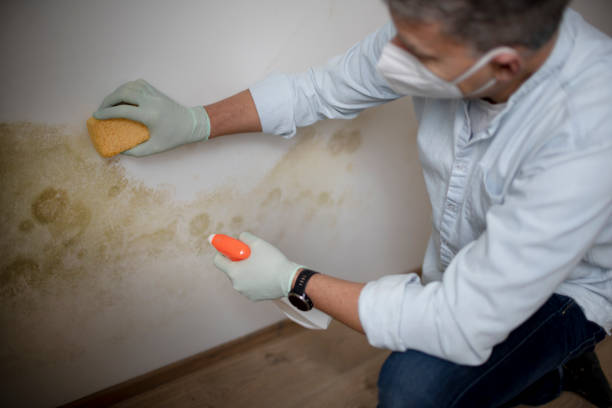 Best Industrial Mold Remediation in Utica, SC