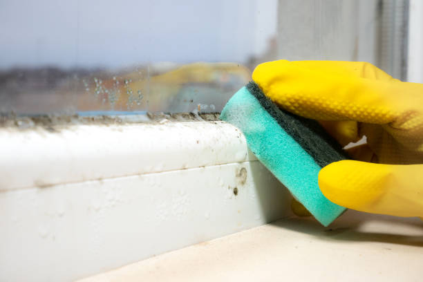 Professional Mold Remediation in Utica, SC
