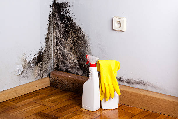 Best Post-Flood Mold Remediation in Utica, SC